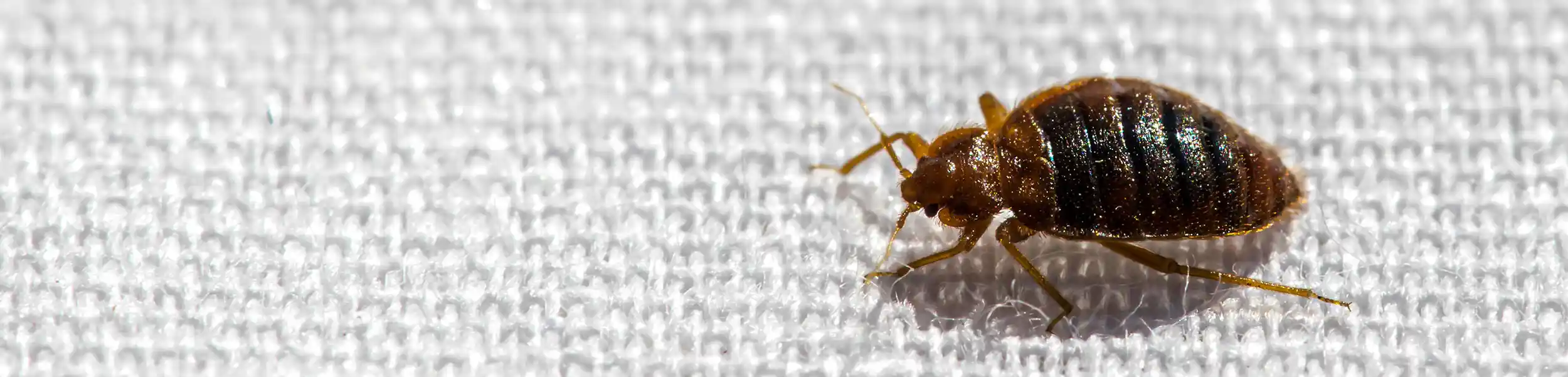 Enviro-Tech bed bug exterminators san diego